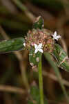 Woodland false buttonweed